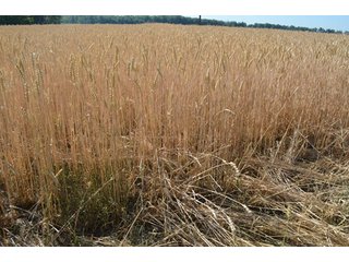 Property photo 4 - 108 +/- Acres Offered in 2 Tracts - Land Auction